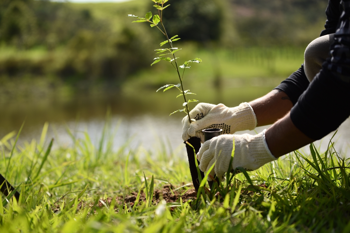 foto colorida de uma pessoa plantando uma muda de árvore - Metrópoles