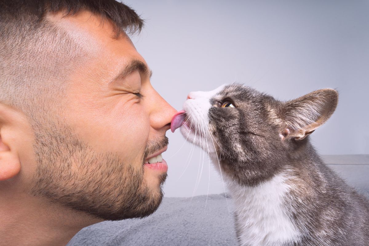 Imagem colorida de gato lambendo nariz de homem
