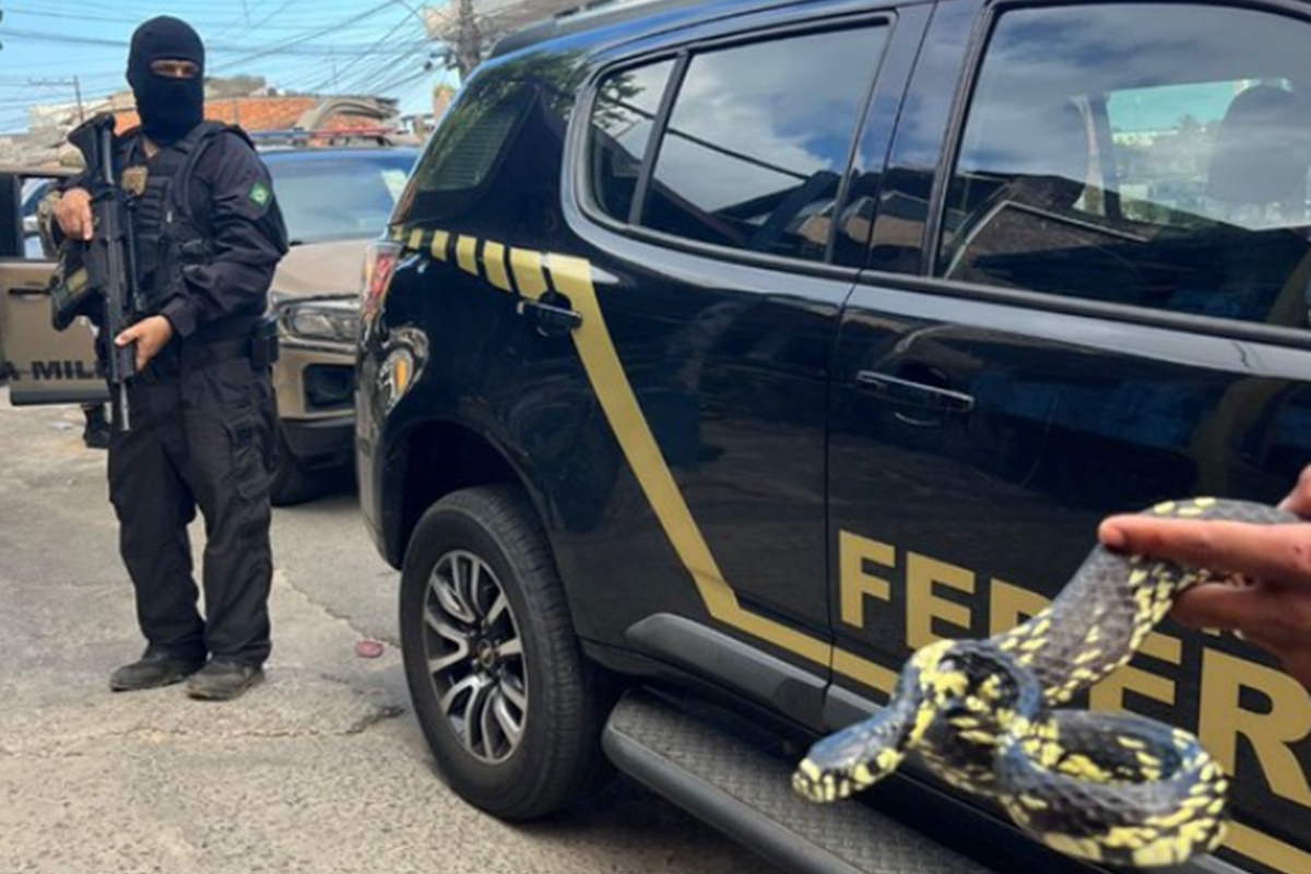 Traficantes de animais enviavam serpentes venenosas pelos Correios