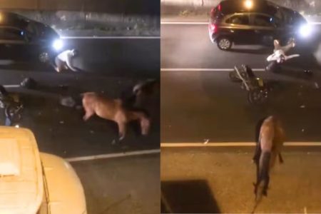 Acidente envolvendo uma moto e dois carros após cavalos entrarem na estrada deixou o motociclista com fratura na clavícula - Metrópoles