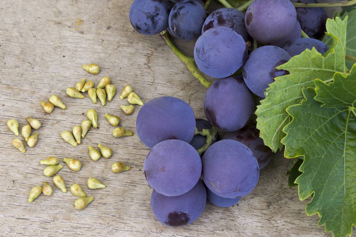 Foto colorida de cacho de uva e sementes da fruta - Metrópoles