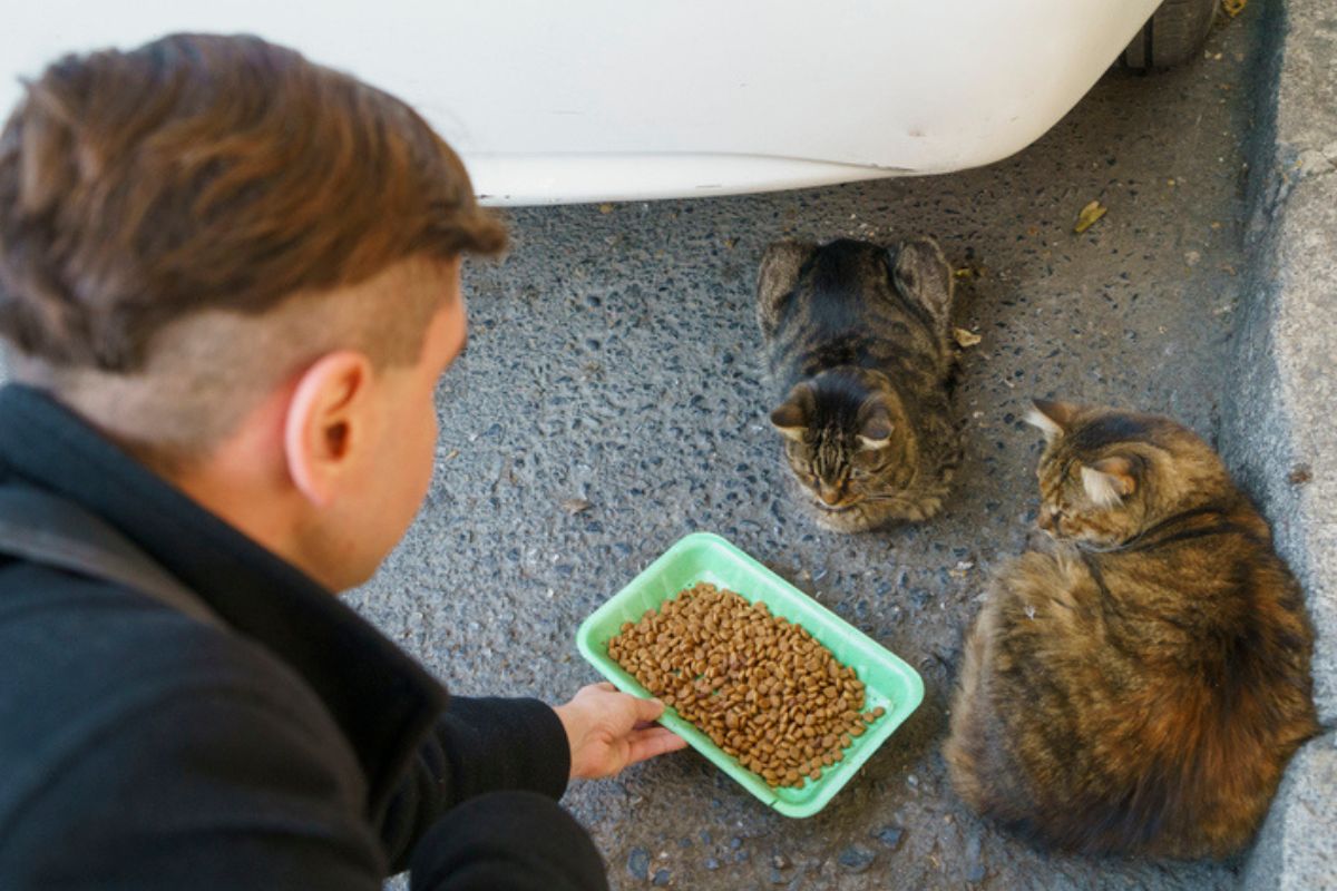 Imagem colorida de homem dando ração à dois gatos de rua
