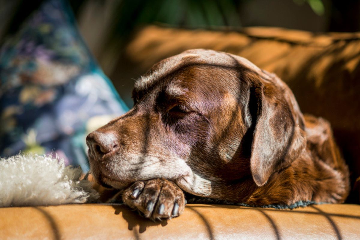 Imagem colorida de cachorro deitado em sofá