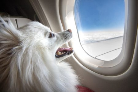 Foto colorida de um cachorro no avião - Metrópoles