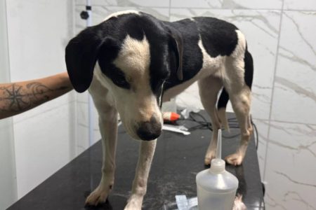 Cão de pelagem branca com manchas pretas