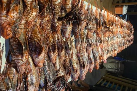 imagem colorida de peixes-leão capturados em fernando de noronha