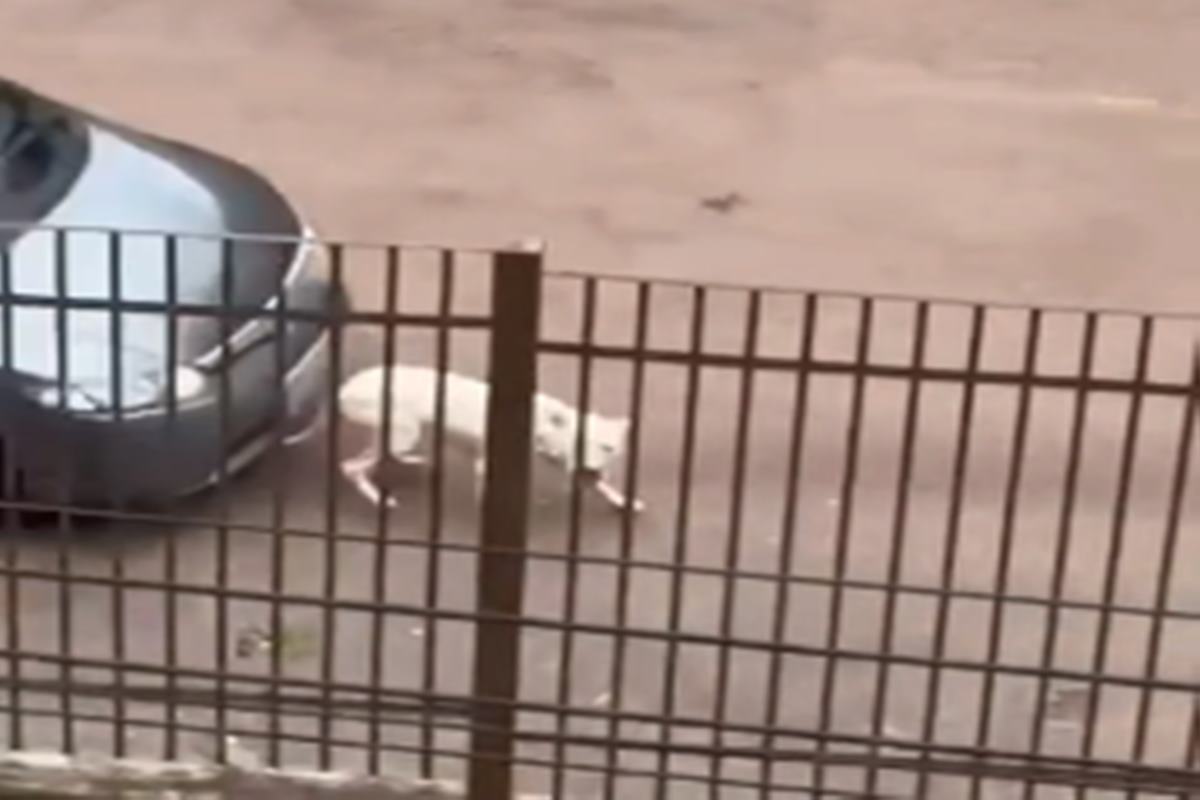 Print de vídeo de cachorro sendo atropelado