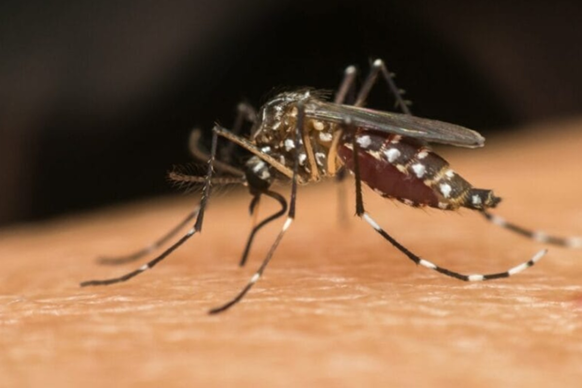 Imagem colorida do mosquito da dengue: Aedes aegypti - Metrópoles