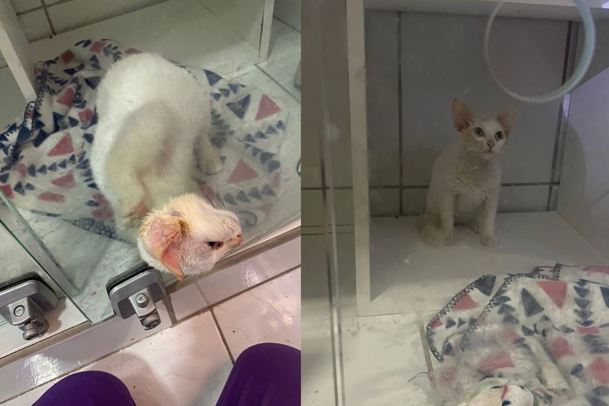 Montagem de duas imagens coloridas de gato preto em porta