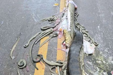 Imagem colorida, sucuri atropelada - Metrópoles