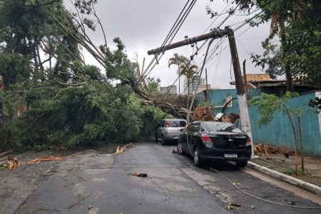 Imagem mostra árvores caída - Metrópoles
