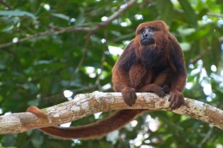 Imagem colorida de um macaco bugio marrom entre as árvores