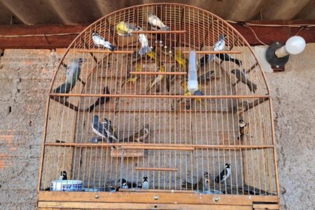 Imagem colorida de aves em cativeiro. - Metrópoles