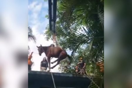 Imagem colorida mostra cavalo sendo resgatado de laje em Peruíbe - Metrópoles