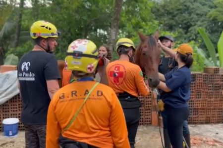 Imagem colorida mostra o resgate do cavalo conhecido como "Caramelo de Peruíbe" - Metrópoles