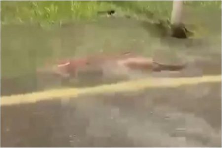 Imagem colorida, peixes flagrados nadando nas ruas de Ipatinga - Metrópoles
