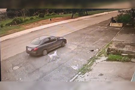 Imagem colorida de um cachorro correndo atrás de um carro preto - Metrópoles