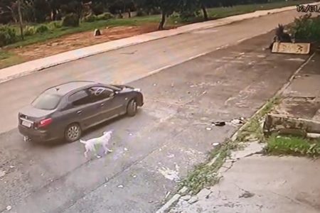 Imagem colorida de um casal que abandonou cachorros no meio da rua - Metrópoles