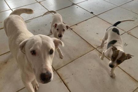Imagem colorida de cachorrinhos - Metrópoles