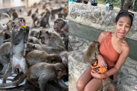 Imagem colorida, macacos e ao lado, uma brasileira que foi mordida e contraiu a doença da raiva - Metrópoles