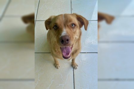Imagem de uma cadela de pelagem marrom e olhos castanhos