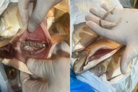 Imagem colorida do peixe com drogas - Metrópoles