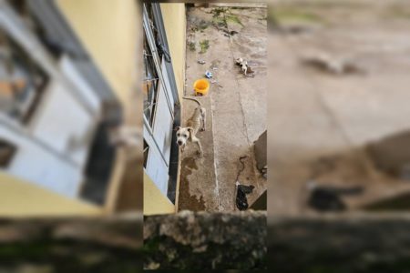 Pit-bull resgatado em Santo Antônio do Descoberto