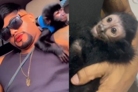 À esquerda, homem de óculos escuros segura macaco no ombro esquerda; à direita, macaco está deitado em um braço - Metrópoles