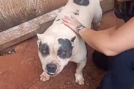 Pitbull resgatada em terreno baldio
