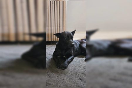 Cão encontrado Asa Sul