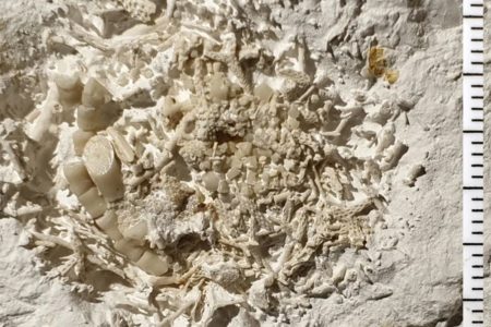 Foto colorida de vômito fossilizado encontrado na Dinamarca