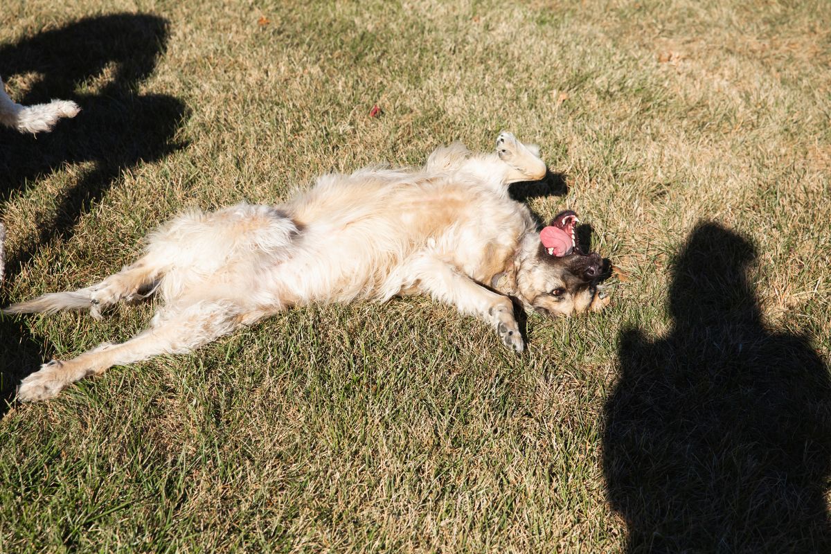 cachorro se coçando na grama