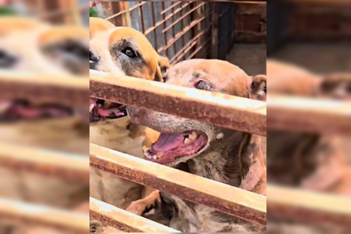 cães abandonados por dois homens há 7 meses no Guará