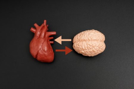Modelos de argila do coração e do cérebro humanos com setas bidirecionais, representando a conexão entre emoções e pensamentos em um fundo preto. Saúde mental, saúde física, psicossomática