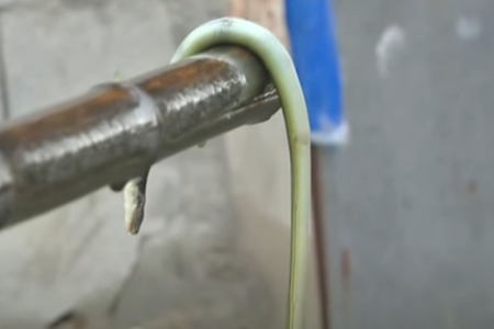 Imagem colorida de cobra verde morta pendurada em um pedaço de madeira. Metrópoles