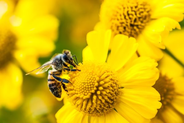 Abelha coletando néctar e pólen em flores amarelas, Jardin des plantes, Paris, França. Metrópoles