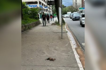Imagem colorida de um gambá morto em uma calçada - Metrópoles