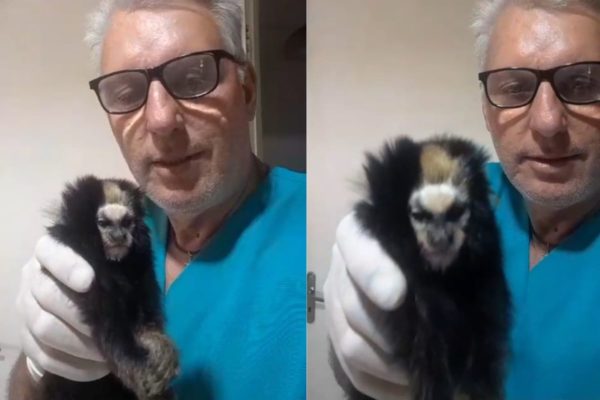 Em 30 anos de profissão, veterinário nunca havia visto o sagui-caveirinha. O corpo do animal foi congelado e será doado para fins de estudo - Metrópoles