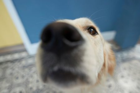 Cachorro fareijando algo, próximo à câmera