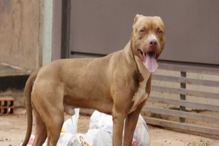 imagem colorida de cachorro da raça Pitbull - Metrópoles