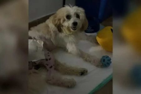 Cachorro pelado processa prefeitura. Imagem colorida