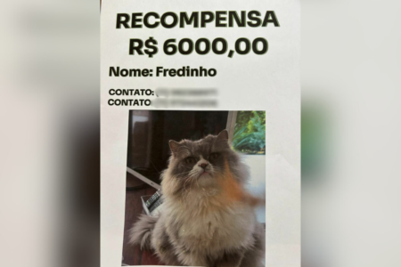 Imagem colorida de poster anunciando recompensa pela recuperação do gato. Metrópoles
