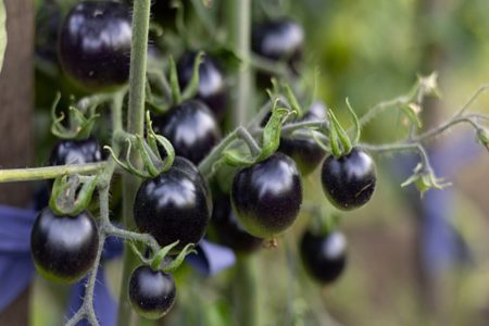 imagem colorida de tomate raro no Chile - Metrópoles