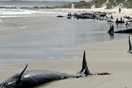 Imagem colorida de 100 golfinhos no momento do encalhe