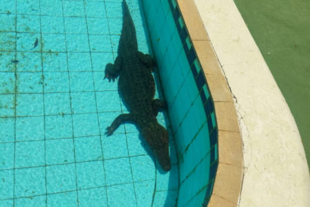 Imagem colorida, Jacaré é capturado dentro de piscina em clube no interior de MG - Metrópoles