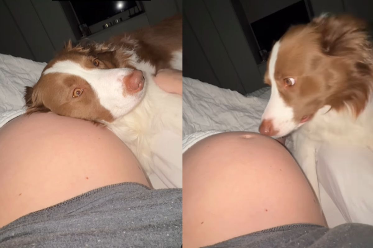 Montagem de duas imagens coloridas de cadela border collie deitada sob a barriga e depois cheirando ela