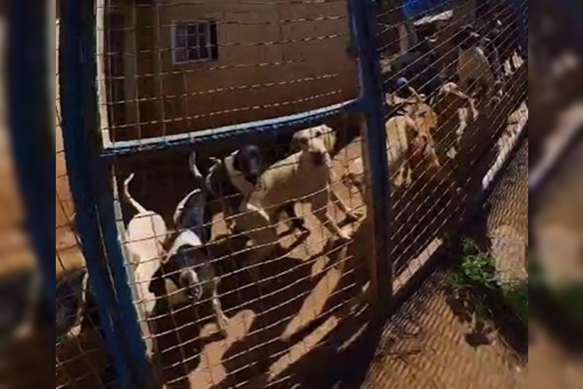 PCDF encontra mais de 40 animais no Areal