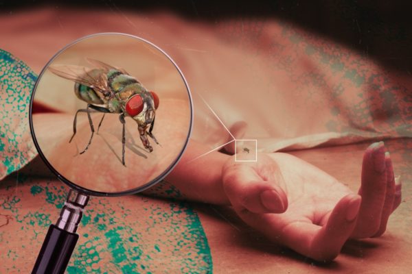 Imagem colorida de uma mosca se alimentado de um corpo - Metrópoles