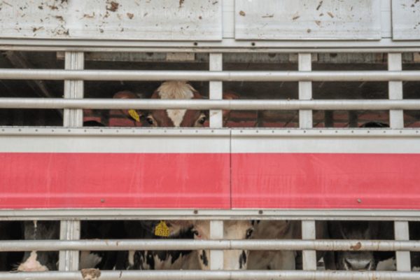 Foto colorida de exportação de bovinos vivos - Metrópoles