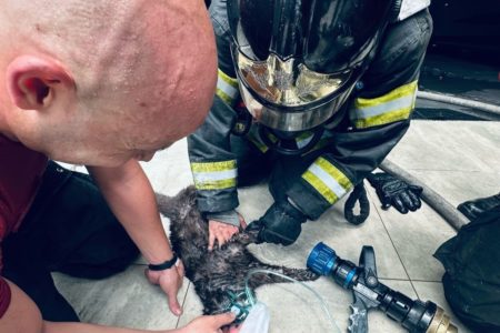 Imagem mostra bombeiros resgatando gato em incêndio - Metrópoles